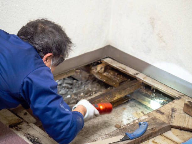 Best Mold Damage Repair  in Seaside Park, NJ