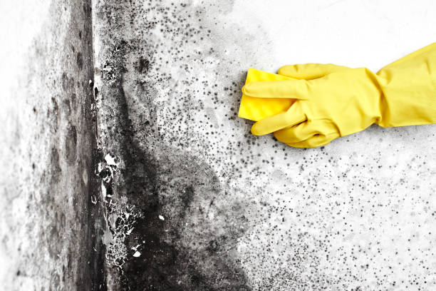 Best Attic Mold Removal  in Seaside Park, NJ